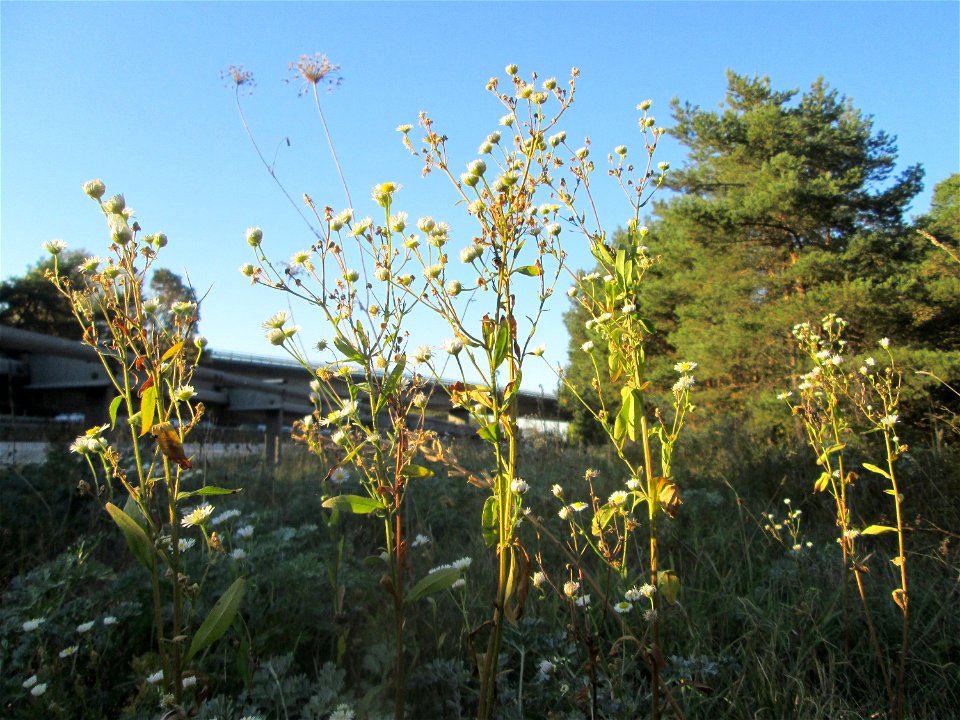 Feinstrahl oder Einjähriges Berufkraut (Erigeron annuus) an der Böschung der A6 in der Schwetzinger Hardt - an diesem Abschnitt bietet der Autobahnrand eine binnendünenartige Situation