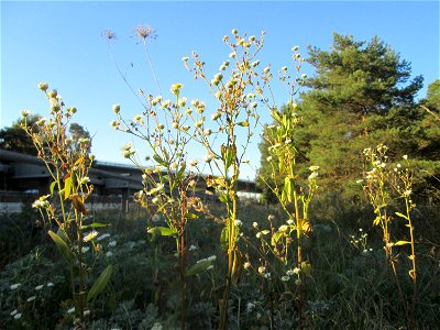 Feinstrahl oder Einjähriges Berufkraut (Erigeron annuus) an der Böschung der A6 in der Schwetzinger Hardt - an diesem Abschnitt bietet der Autobahnrand eine binnendünenartige Situation photo