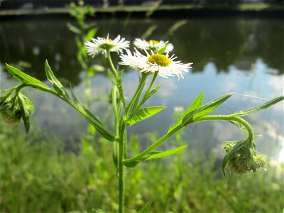 Einjähriges Berufkraut oder Feinstrahl (Erigeron annuus) an der Saar in Saarbrücken