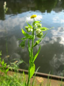 Einjähriges Berufkraut oder Feinstrahl (Erigeron annuus) an der Saar in Saarbrücken