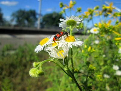 Feinstrahl oder Einjähriges Berufkraut (Erigeron annuus) am Bahnhof Landstuhl - eingeschleppt aus Nordamerika, mit Gemeinen Bienenkäfer (Trichodes apiarius)