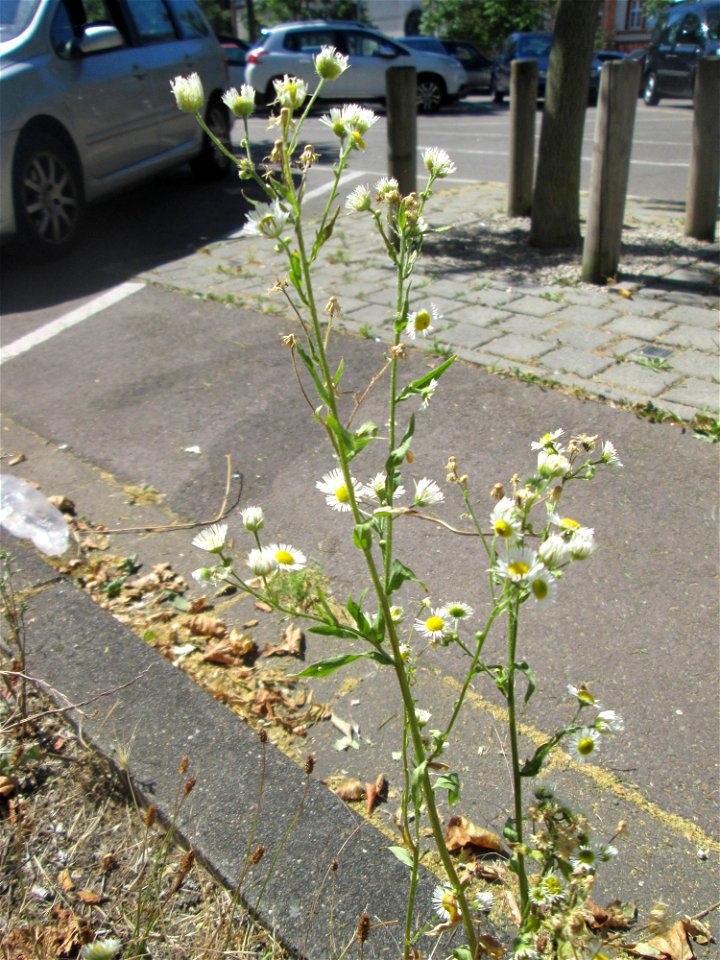 Einjähriges Berufkraut oder Feinstrahl (Erigeron annuus) am Straßenrand in Saarbrücken