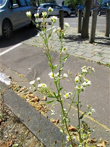 Einjähriges Berufkraut oder Feinstrahl (Erigeron annuus) am Straßenrand in Saarbrücken