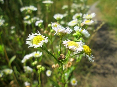 Feinstrahl oder Einjähriges Berufkraut (Erigeron annuus) im Naturschutzgebiet "St. Arnualer Wiesen" photo