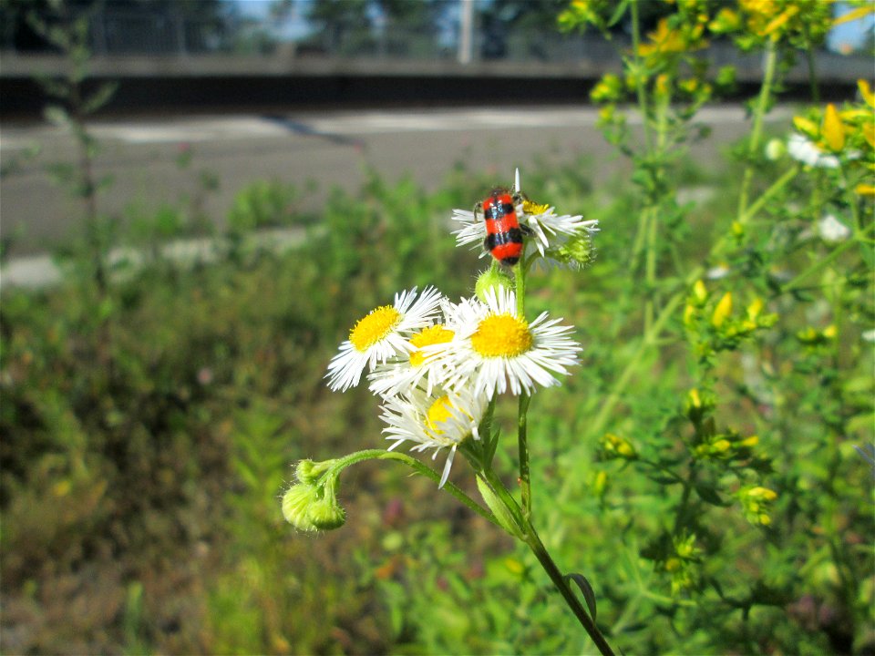 Feinstrahl oder Einjähriges Berufkraut (Erigeron annuus) am Bahnhof Landstuhl - eingeschleppt aus Nordamerika, mit Gemeinen Bienenkäfer (Trichodes apiarius)