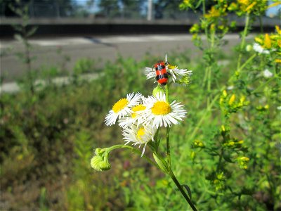 Feinstrahl oder Einjähriges Berufkraut (Erigeron annuus) am Bahnhof Landstuhl - eingeschleppt aus Nordamerika, mit Gemeinen Bienenkäfer (Trichodes apiarius) photo