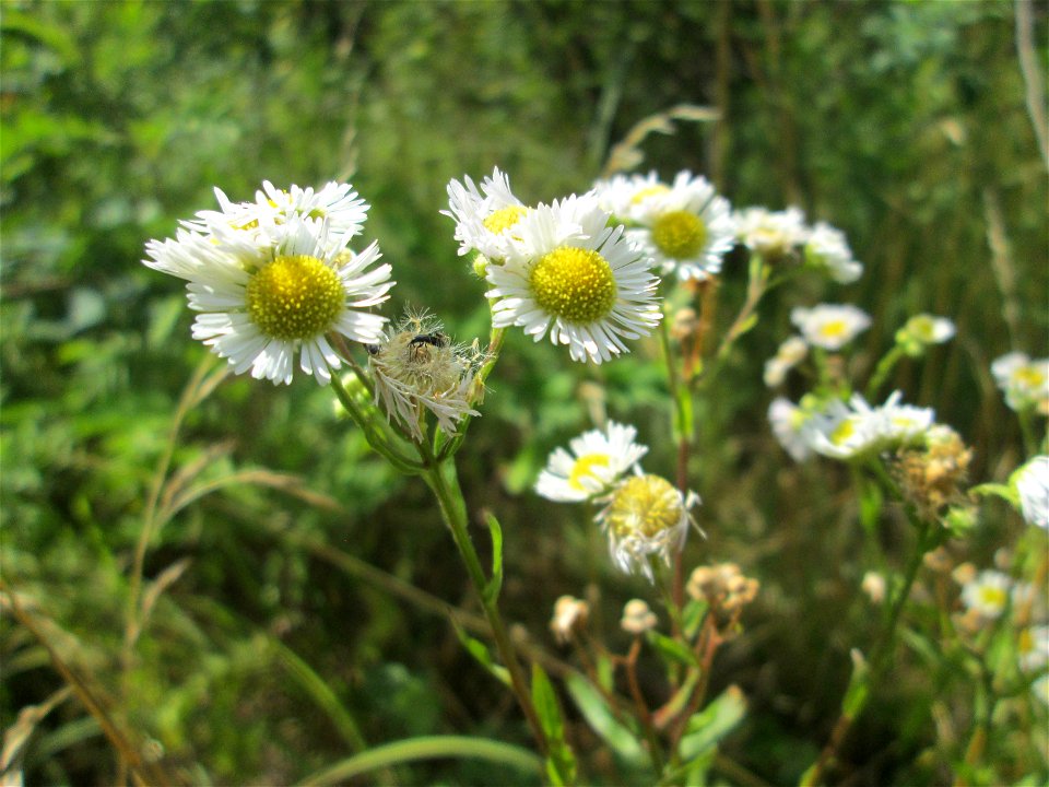 Feinstrahl oder Einjähriges Berufkraut (Erigeron annuus) im Naturschutzgebiet "St. Arnualer Wiesen"