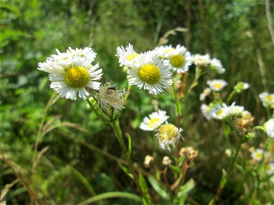 Feinstrahl oder Einjähriges Berufkraut (Erigeron annuus) im Naturschutzgebiet "St. Arnualer Wiesen" photo