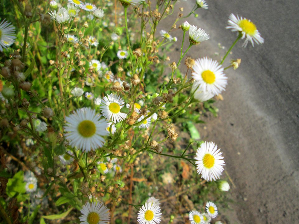 Feinstrahl oder Einjähriges Berufkraut (Erigeron annuus) am Straßenrand in Brebach