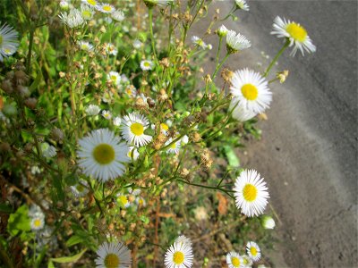 Feinstrahl oder Einjähriges Berufkraut (Erigeron annuus) am Straßenrand in Brebach