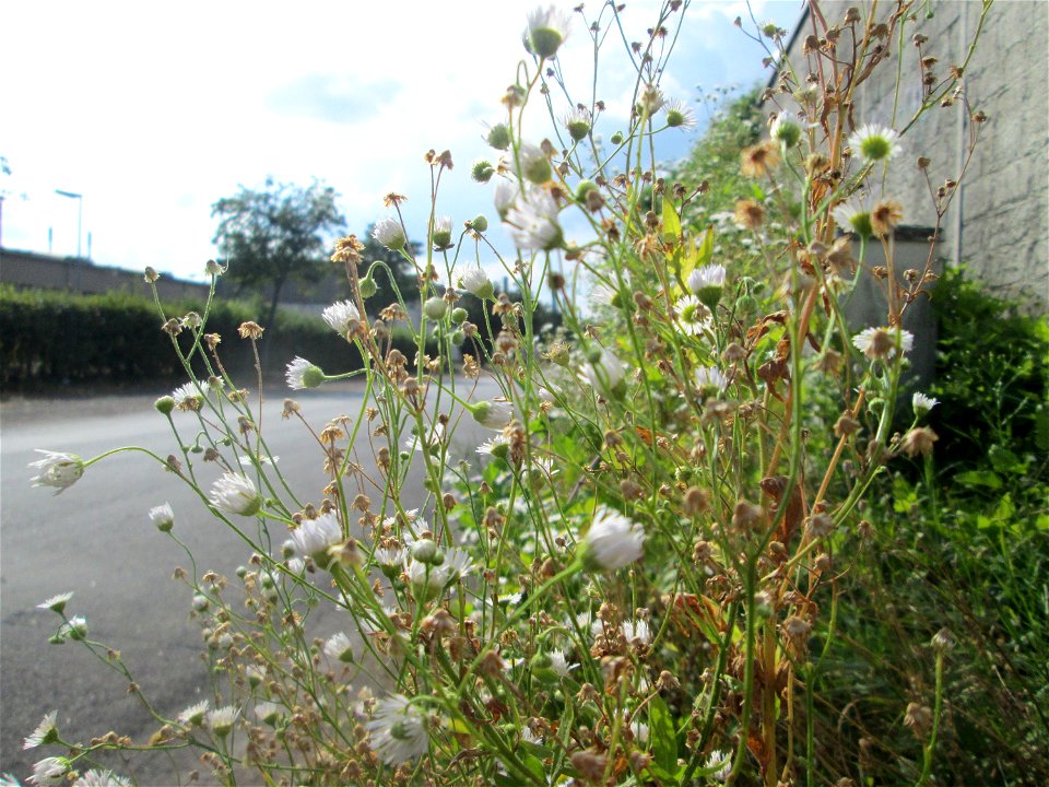 Feinstrahl oder Einjähriges Berufkraut (Erigeron annuus) am Straßenrand in Brebach