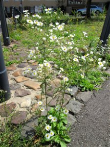 Feinstrahl oder Einjähriges Berufkraut (Erigeron annuus) auf Kopfsteinpflaster in Alt-Saarbrücken