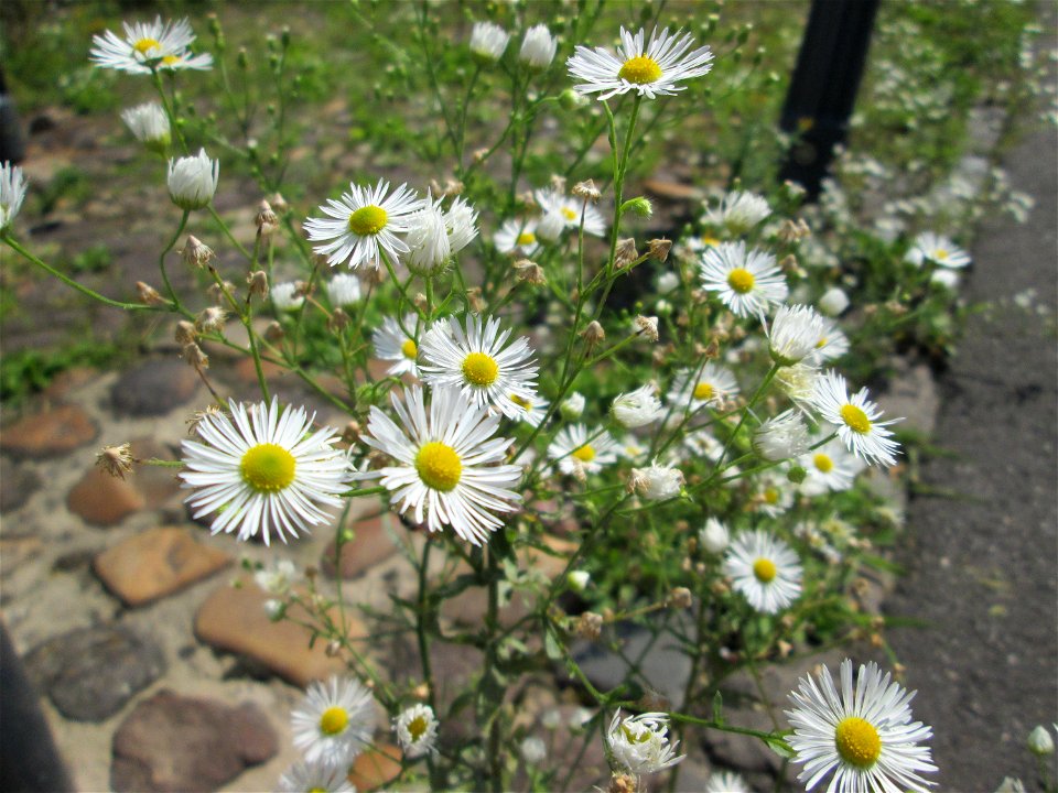 Feinstrahl oder Einjähriges Berufkraut (Erigeron annuus) auf Kopfsteinpflaster in Alt-Saarbrücken