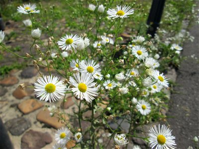 Feinstrahl oder Einjähriges Berufkraut (Erigeron annuus) auf Kopfsteinpflaster in Alt-Saarbrücken