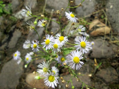 Feinstrahl oder Einjähriges Berufkraut (Erigeron annuus) auf Kopfsteinpflaster in Alt-Saarbrücken