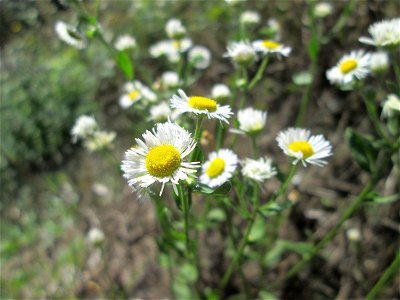 Feinstrahl oder Einjähriges Berufkraut (Erigeron annuus) in Eschringen