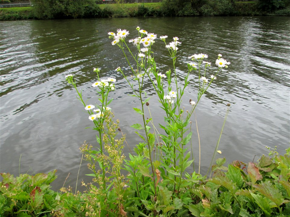 Einjähriges Berufkraut oder Feinstrahl (Erigeron annuus) an der Saar in Saarbrücken