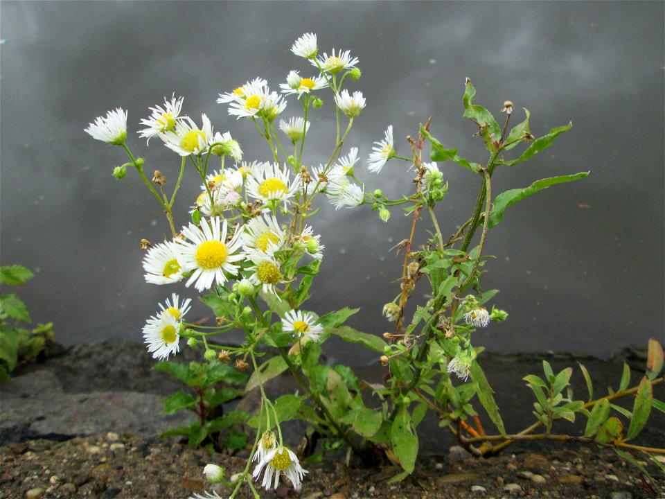 Einjähriges Berufkraut oder Feinstrahl (Erigeron annuus) an der Saar in Saarbrücken
