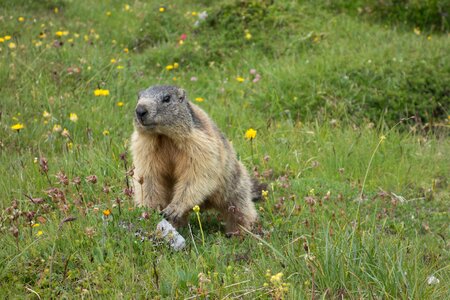 Rodent alpine marmot marmota