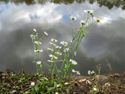 Einjähriges Berufkraut oder Feinstrahl (Erigeron annuus) am Saarufer im Bürgerpark Saarbrücken