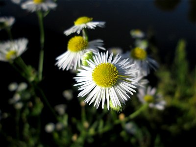 Feinstrahl oder Einjähriges Berufkraut (Erigeron annuus) an der Saar in Saarbrücken