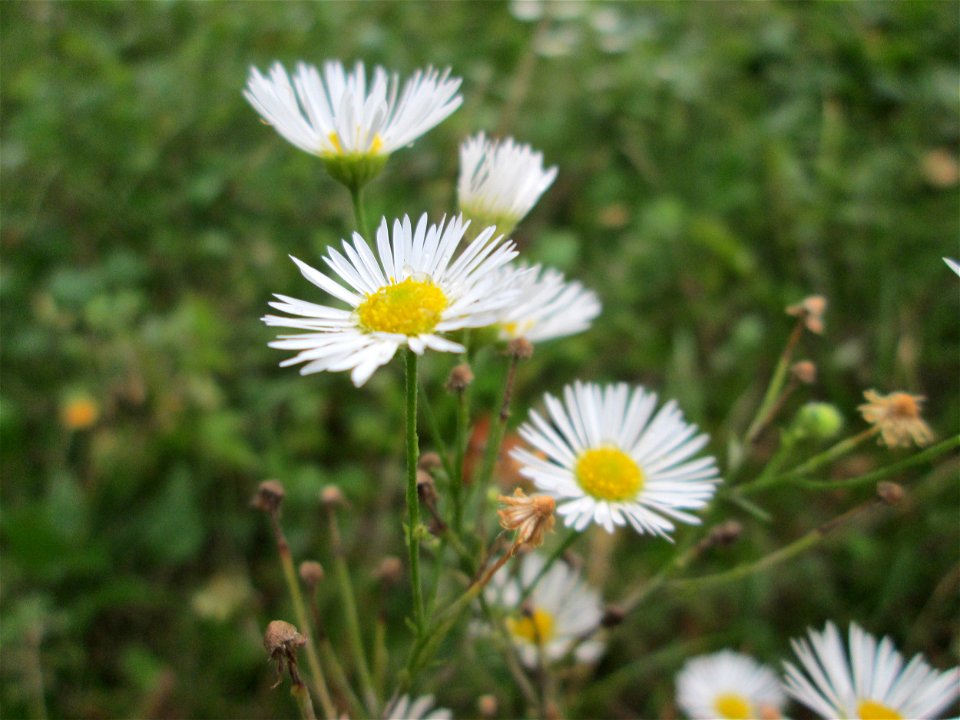 Einjähriges Berufkraut oder Feinstrahl (Erigeron annuus) in Saarbrücken