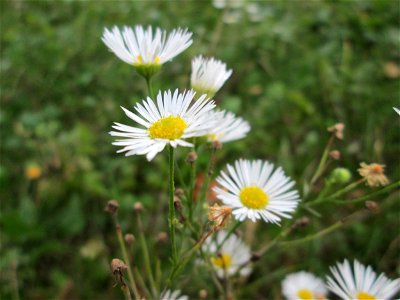 Einjähriges Berufkraut oder Feinstrahl (Erigeron annuus) in Saarbrücken