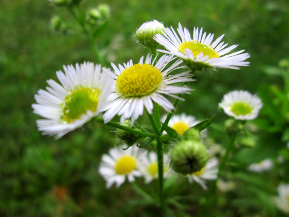 Einjähriges Berufkraut oder Feinstrahl (Erigeron annuus) in Saarbrücken