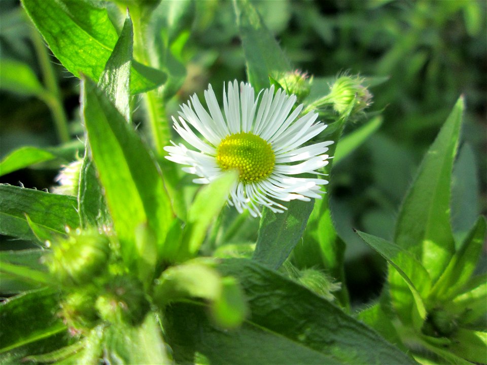 Feinstrahl oder Einjähriges Berufkraut (Erigeron annuus) am Straßenrand in Brebach