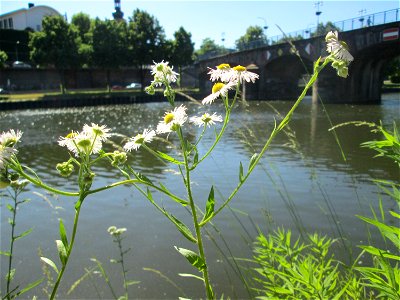 Einjähriges Berufkraut oder Feinstrahl (Erigeron annuus) an der Saar in Saarbrücken