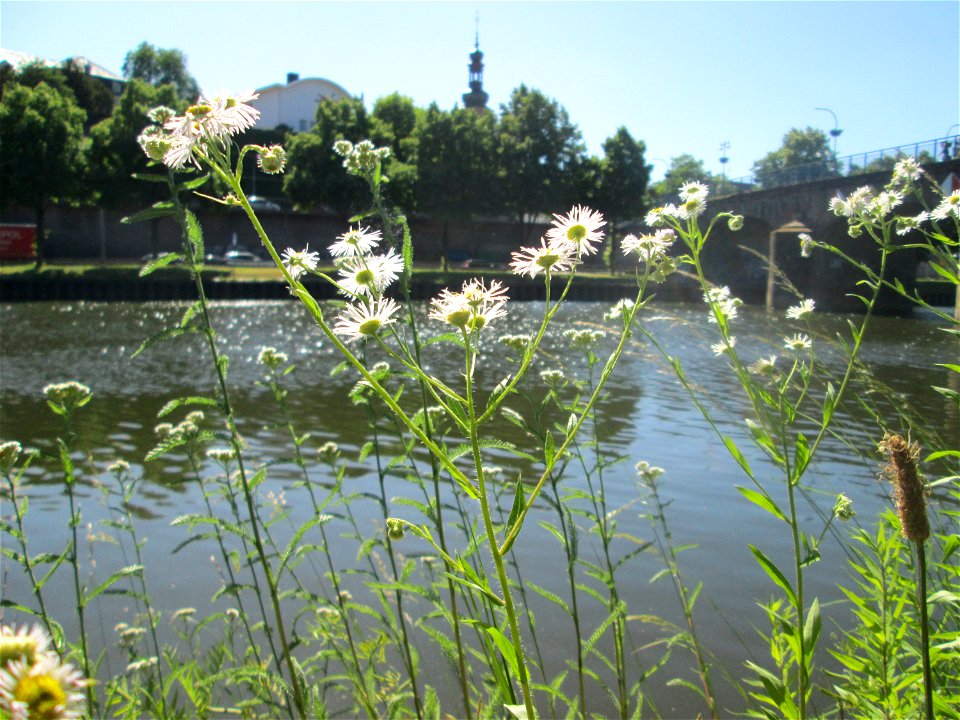 Einjähriges Berufkraut oder Feinstrahl (Erigeron annuus) an der Saar in Saarbrücken