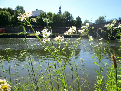 Einjähriges Berufkraut oder Feinstrahl (Erigeron annuus) an der Saar in Saarbrücken