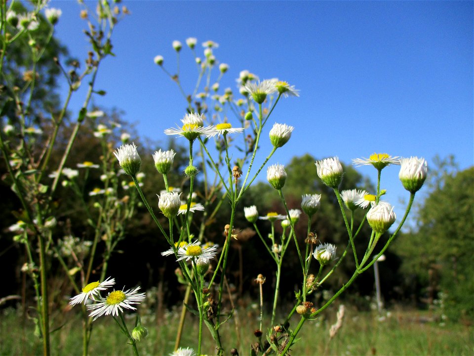 Feinstrahl oder Einjähriges Berufkraut (Erigeron annuus) in Brebach