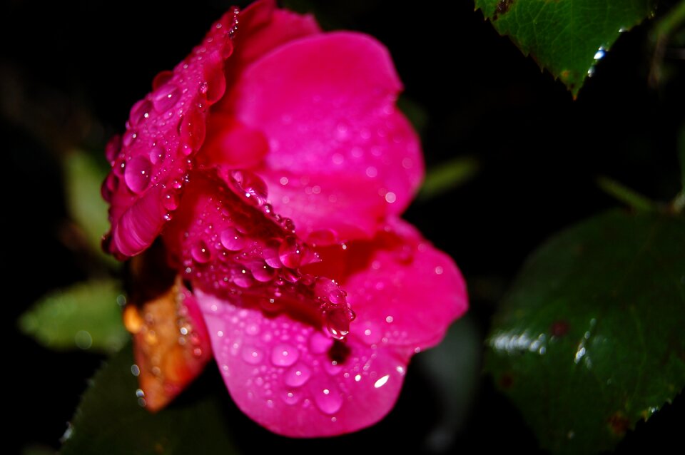 Love raindrops nature