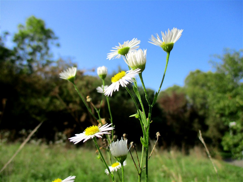 Feinstrahl oder Einjähriges Berufkraut (Erigeron annuus) in Brebach
