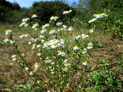 Feinstrahl oder Einjähriges Berufkraut (Erigeron annuus) in einer Heidelandschaft in Brebach