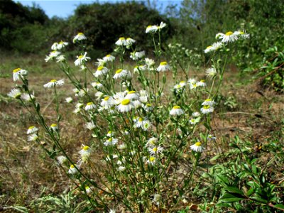 Feinstrahl oder Einjähriges Berufkraut (Erigeron annuus) in einer Heidelandschaft in Brebach photo