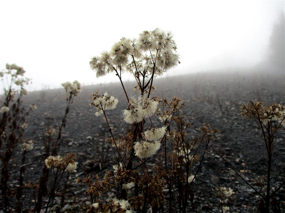 Feinstrahl oder Einjähriges Berufkraut (Erigeron annuus) auf der Bergehalde Göttelborn
