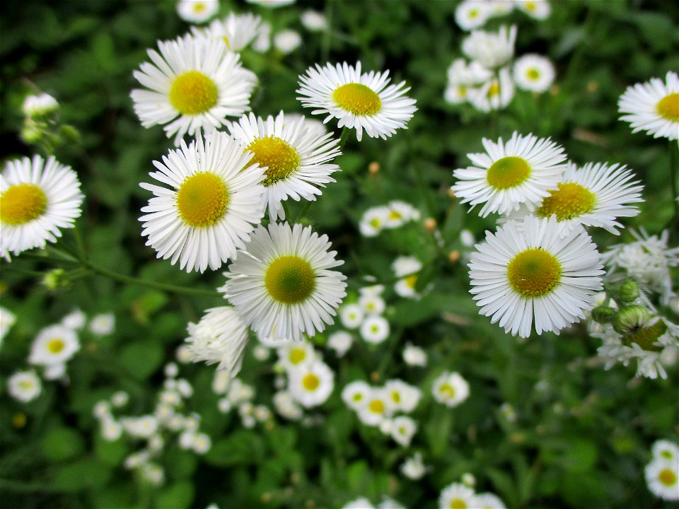 Feinstrahl oder Einjähriges Berufkraut (Erigeron annuus) auf einer Brachfläche der Halberger Hütte in Brebach