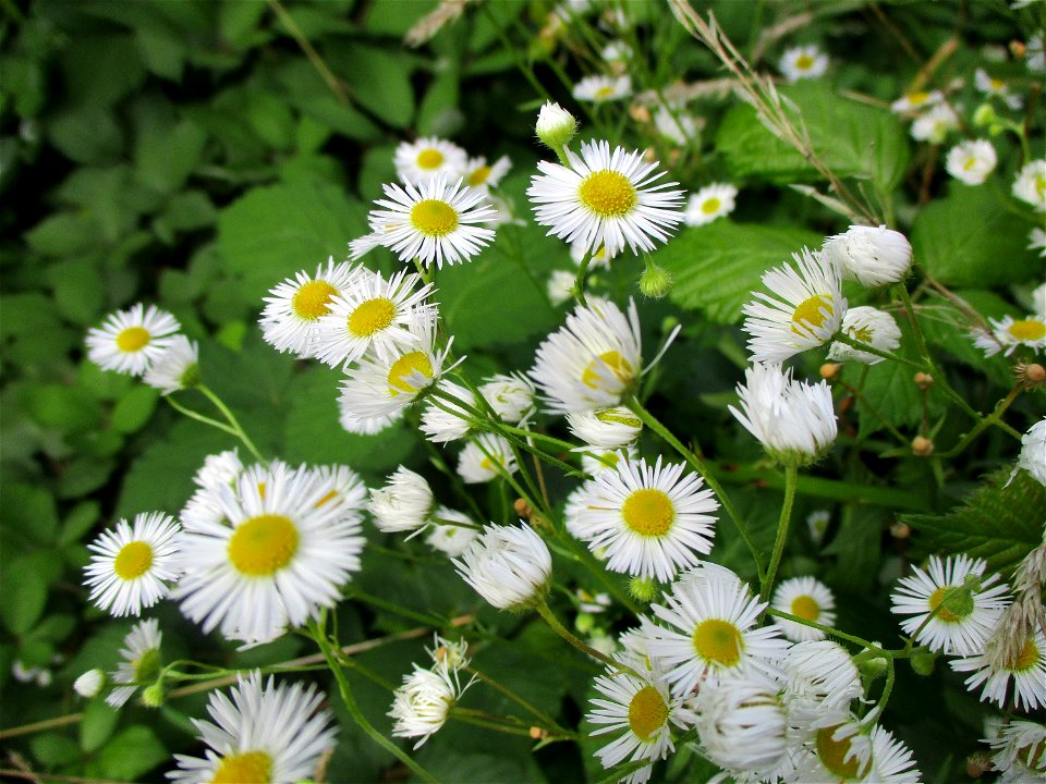 Feinstrahl oder Einjähriges Berufkraut (Erigeron annuus) auf einer Brachfläche der Halberger Hütte in Brebach