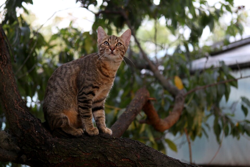 Cute tree climbing