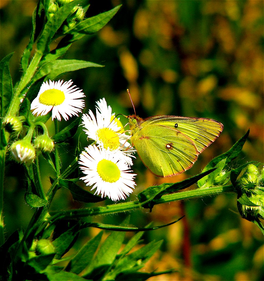 A brilliant green butterfly sucking nector in a creek.