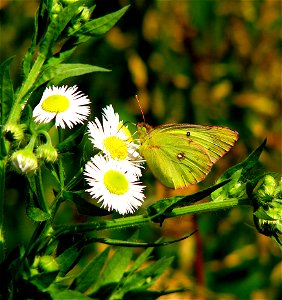 A brilliant green butterfly sucking nector in a creek.