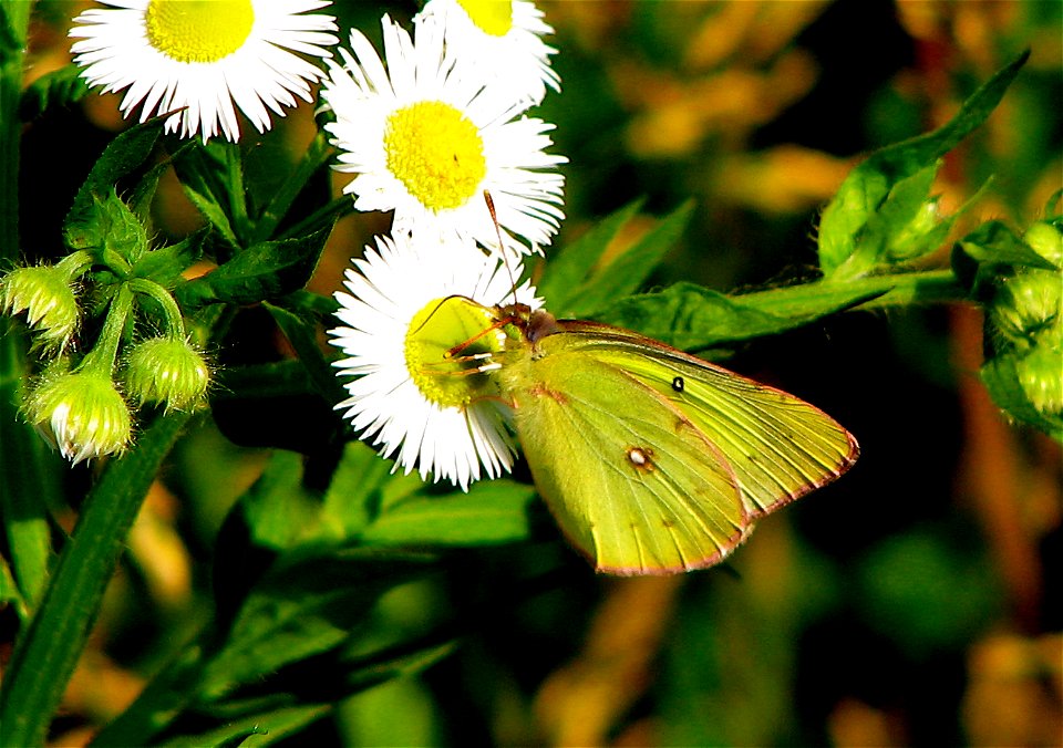 A green butterfly sucking nector from a flower in a creek.