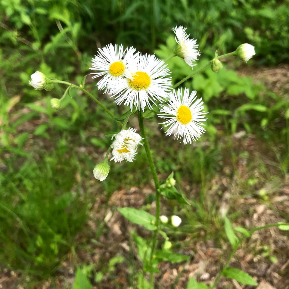 Erigeron annuus (annual fleabane, daisy fleabane,[3] or eastern daisy fleabane[4]) is a North American plant species in the daisy family.