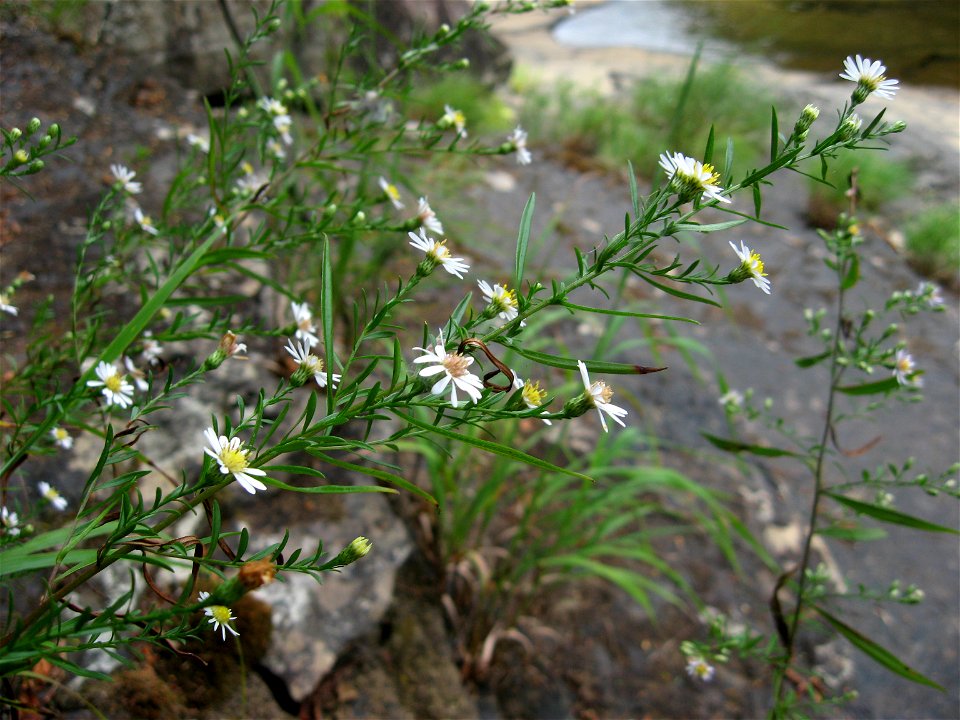 Symphyotrichum dumosum, perhaps an undescribed variety, sandstone riverscour of Daddys Creek, Cumberland County, Tennessee.