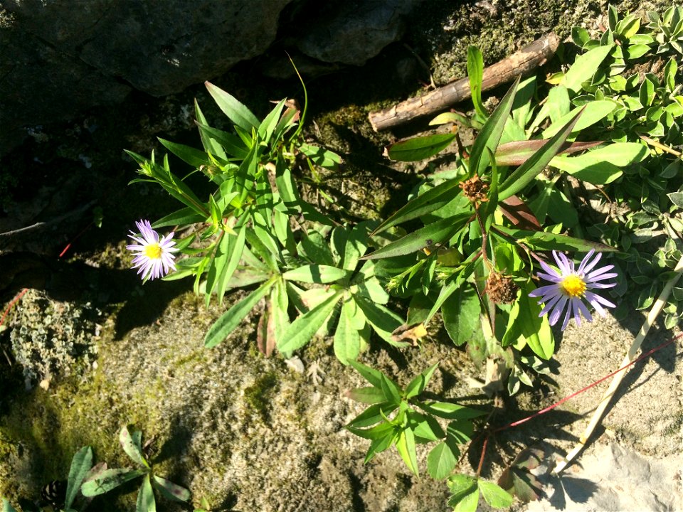 Symphyotrichum novi-belgii