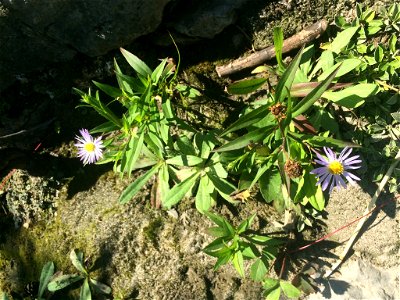 Symphyotrichum novi-belgii