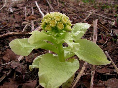 Petasites japonicus, Yuzhno-Sakhalinsk (Russia, Sakhalin island)