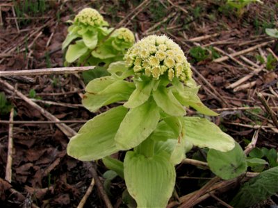 Petasites japonicus, Yuzhno-Sakhalinsk (Russia, Sakhalin island)
